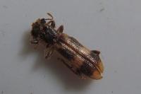 Opilo mollis