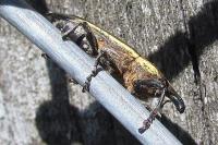 Lixus ochraceus