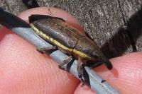Lixus ochraceus
