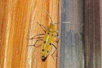 Chlorophorus glabromaculatus