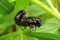 Cryptocephalus moraei