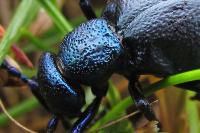 Meloe proscarabaeus
