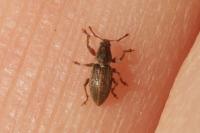 Polydrusus marginatus