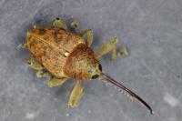 Curculio glandium