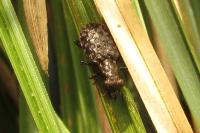 Elaphrus cupreus