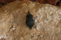 Phosphuga atrata
