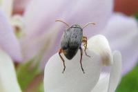 Bruchidius imbricornis