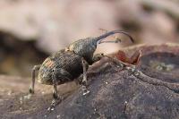 Curculio villosus