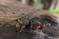 Curculio villosus