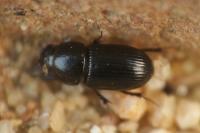 Calamosternus granarius