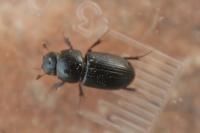 Calamosternus granarius