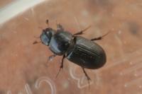 Calamosternus granarius