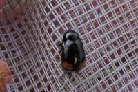 Cryptocephalus biguttatus