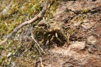 Rhagium sycophanta
