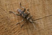 Rhagium sycophanta