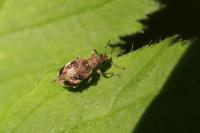 Polydrusus sparsus