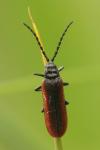 Omalisus fontisbellaquei