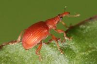 Apion frumentarium