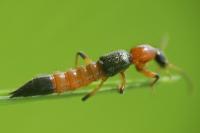 Paederus littoralis