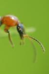 Paederus littoralis