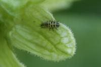 Henosepilachna argus