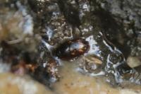 Cryptarcha strigata