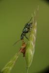 Clanoptilus elegans