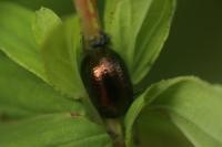 Chrysolina hyperici