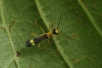 Malthinus flaveolus
