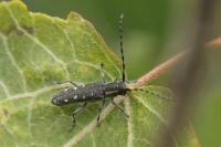 Saperda populnea
