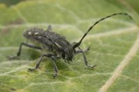 Saperda populnea