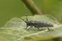 Saperda populnea