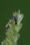 Axinotarsus marginalis