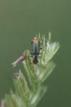 Axinotarsus marginalis