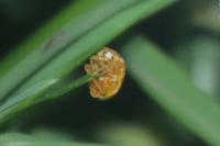 Halyzia sedecimguttata