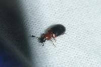 Necrobia ruficollis