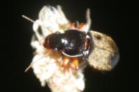 Pseudoophonus rufipes