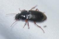 Pseudoophonus rufipes