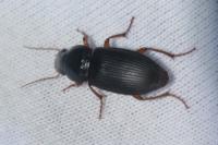 Pseudoophonus rufipes