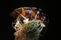 Pseudoophonus rufipes