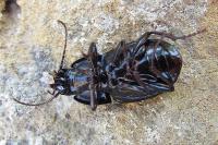 Abax ovalis