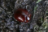 Chrysolina staphylaea