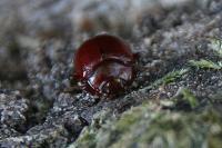 Chrysolina staphylaea