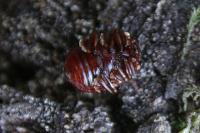 Chrysolina staphylaea