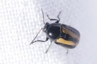 Cryptocephalus vittatus