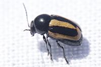 Cryptocephalus vittatus