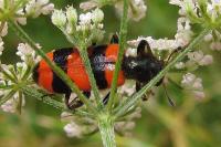 Trichodes apiarius