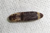 Lacon querceus
