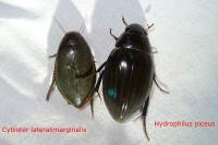 Cybister lateralimarginalis