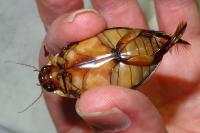 Cybister lateralimarginalis